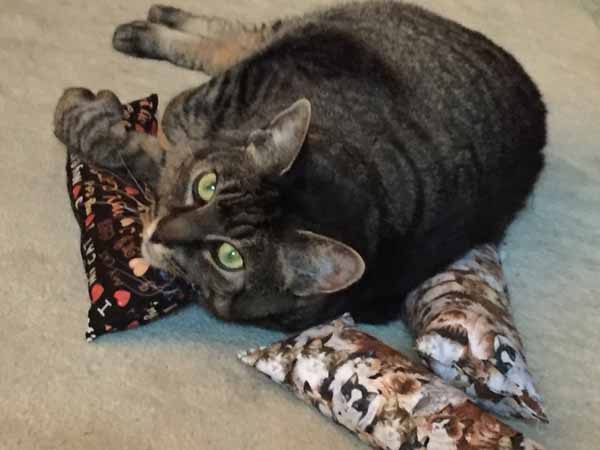 DIY Catnip Toys - Give to Cat