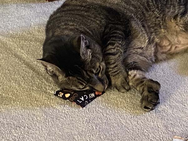 Catnip Toy Cat Playing with Toy 3