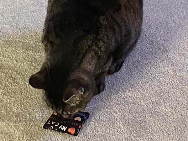 Catnip Toy Cat Playing with Toy 4