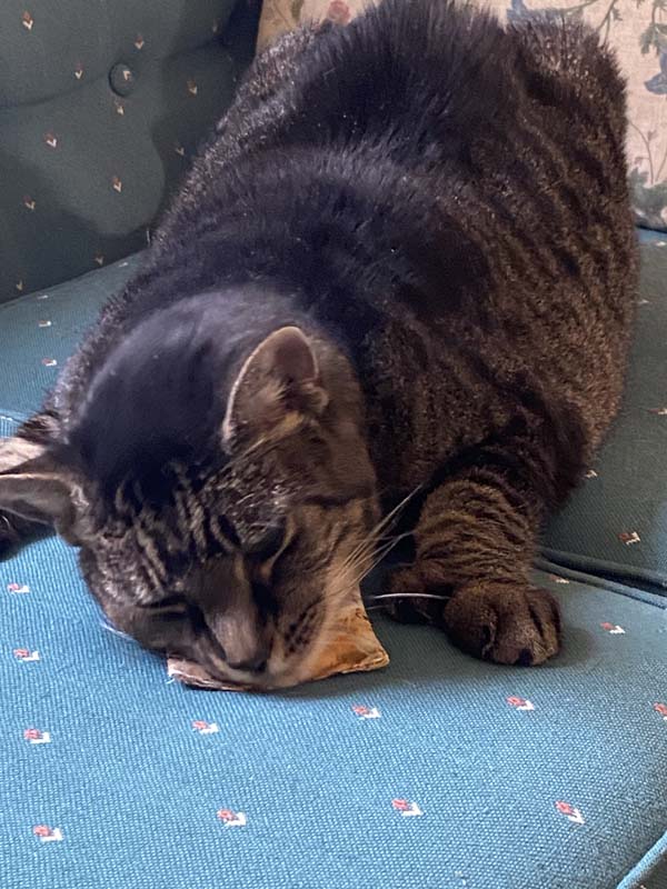 Catnip Toy Cat Playing with Toy