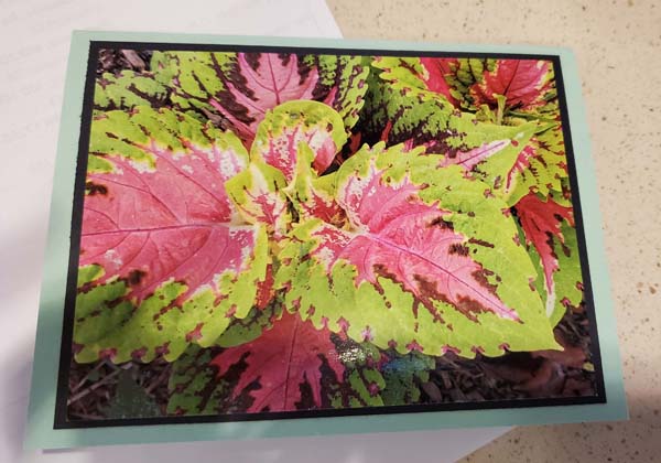 DIY Photo Card Plant