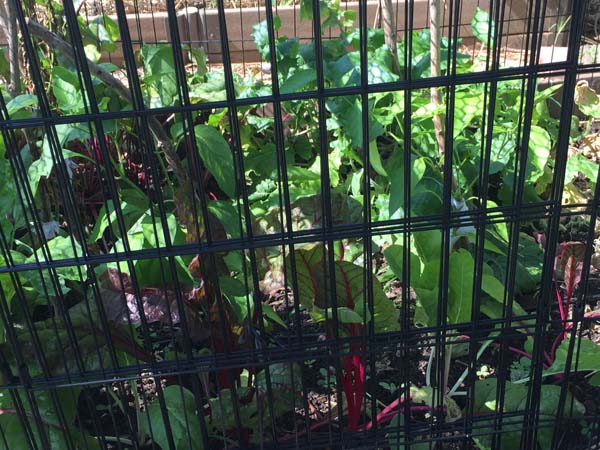 DIY Raised Garden Bed Covers Pet Fencing