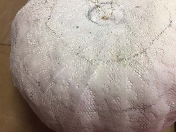 DIY White Lace Pumpkin Mark Lace Lines