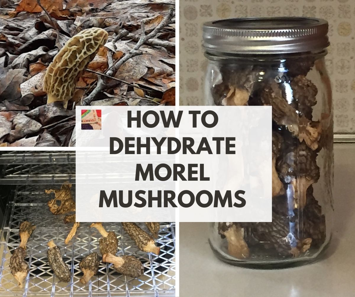 How to Dry or Dehydrate Wild Mushrooms