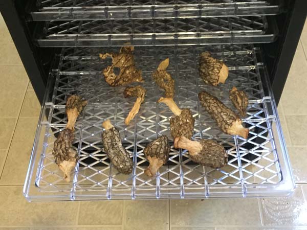 Drying Morel mushrooms in Dehydrator