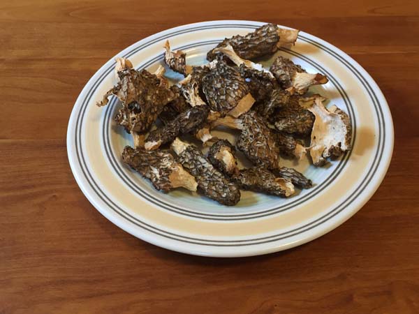 Dehydrated Morel mushrooms on plate