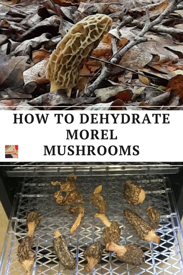 Dehydrating Morel Mushrooms - pin