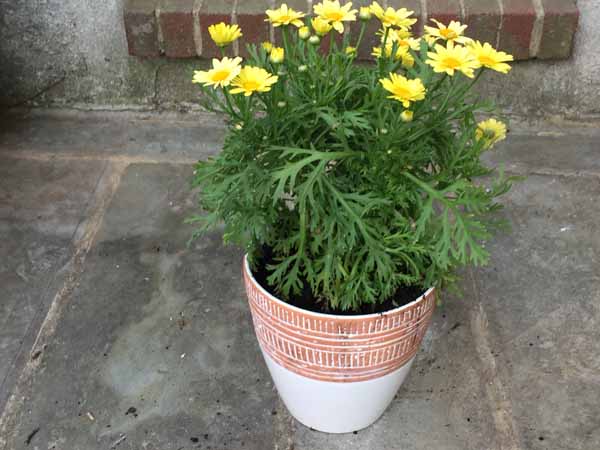 Drill Hole in Ceramic Planter - Finished