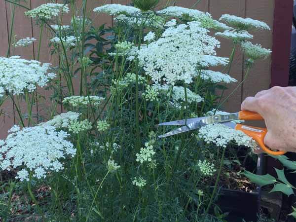 How to Dye Queen Anne's Lace - Cut Stems