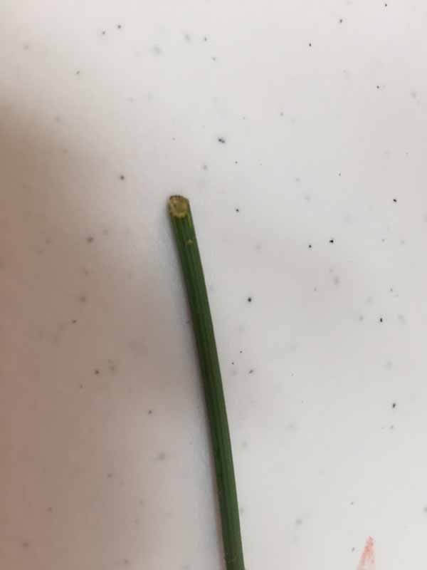 How to Dye Queen Anne's Lace - Diagonally Cut Stem