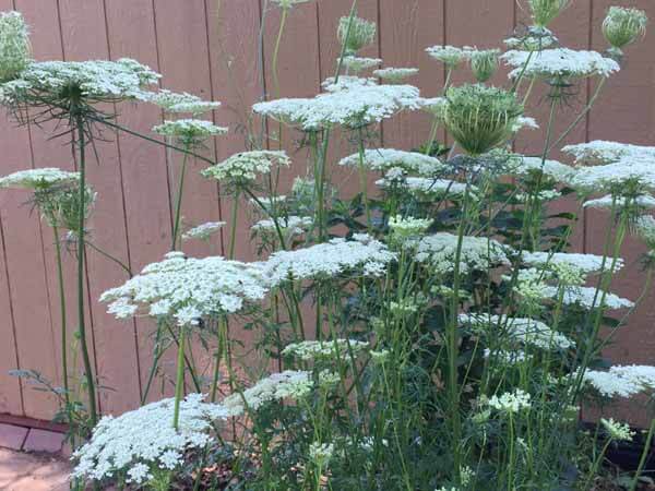 How to Dye Queen Anne's Lace - Plant