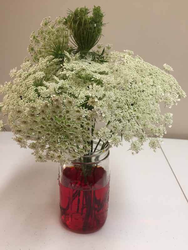 How to Dye Queen Anne's Lace - Stems in Water