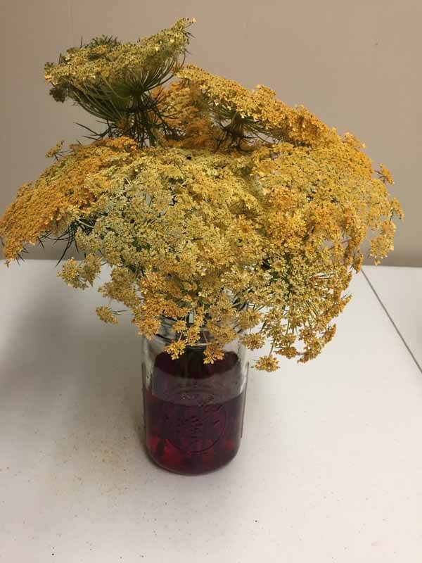 How to Dye Queen Anne's Lace - Stems taking in more Color