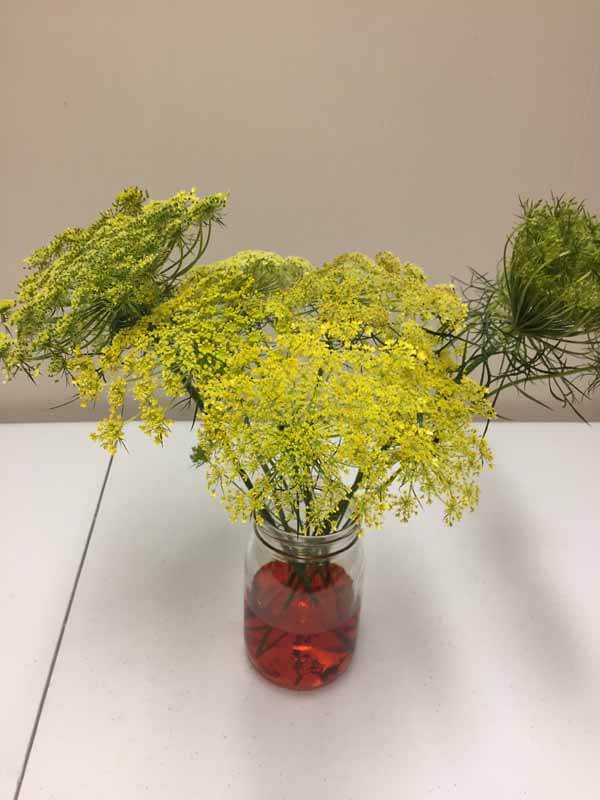 How to Dye Queen Anne's Lace - Stems taking in more Color