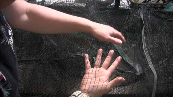 Fix Garden Covers Bird Netting Hole