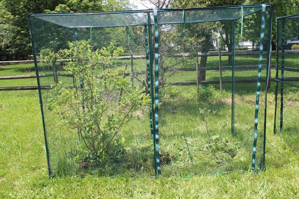 Fix Garden Covers Blueberry Netting