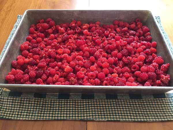 Foraging Wineberries - Freezing