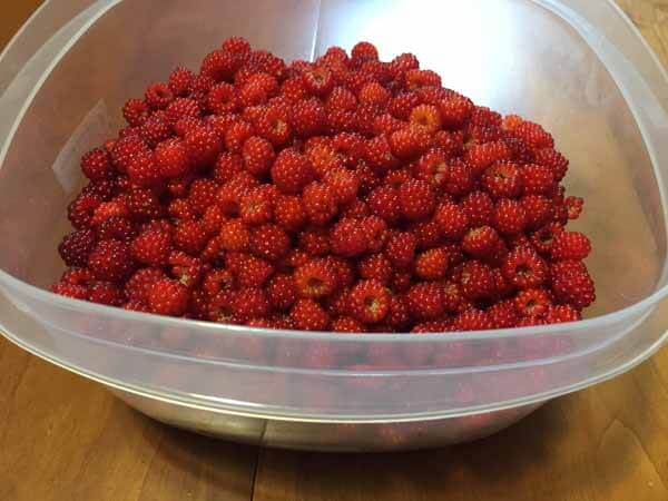 Foraging Wineberry - Picked Berries Closeup
