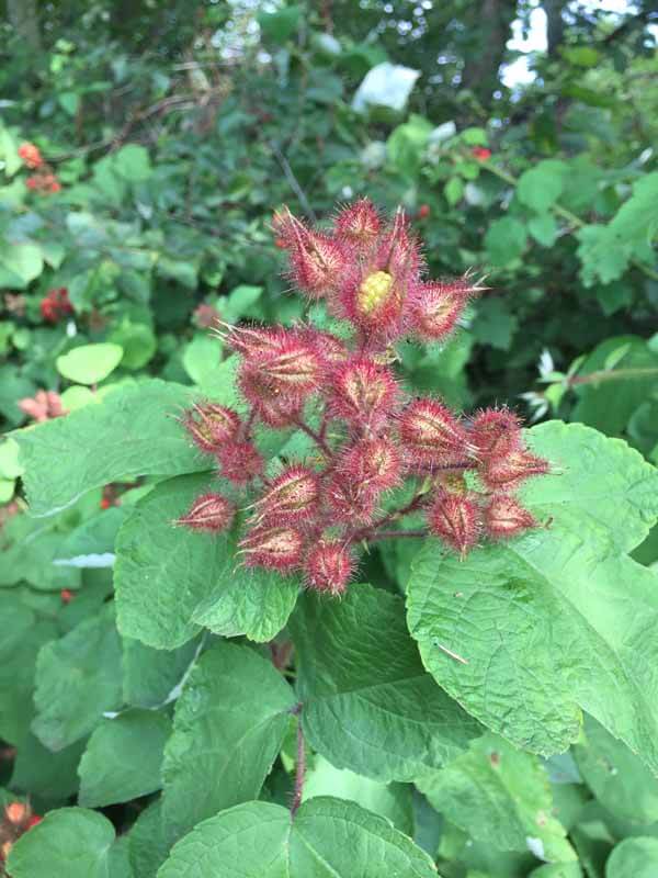 Foraging Wineberry - Not Ripe