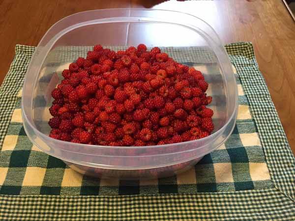 Foraging Wineberry - Picked Wineberry
