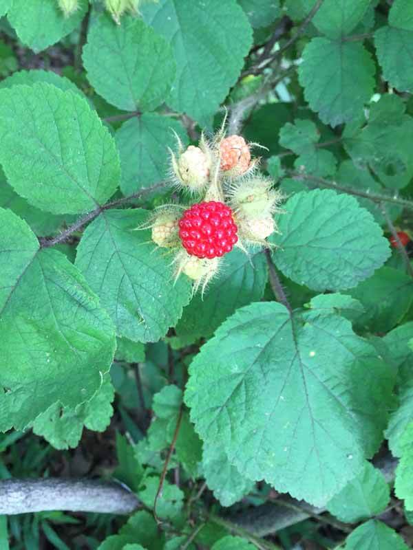 Foraging Wineberry - Closeup of Ripe Berry