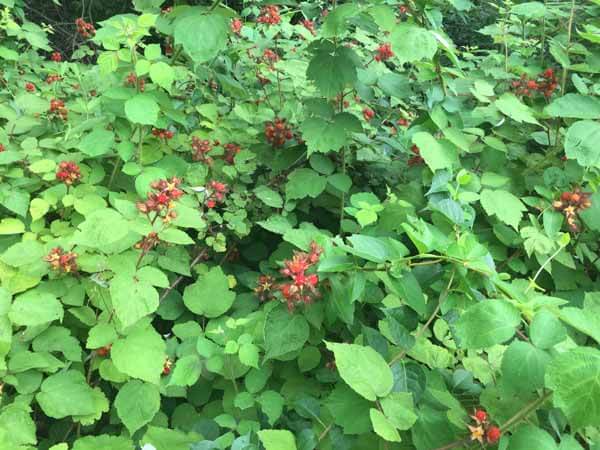 Foraging Wineberry - Wineberry Thicket