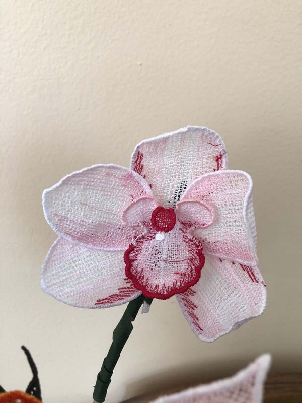 Freestanding Lace Flowers Orchid Closeup