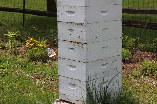 Garden Tour Beehive