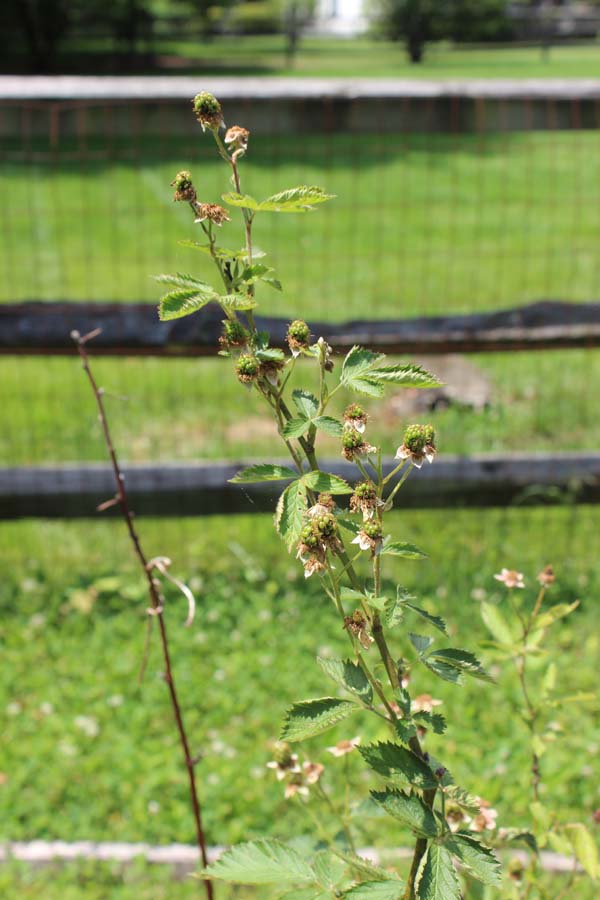 Garden Tour Blackberries