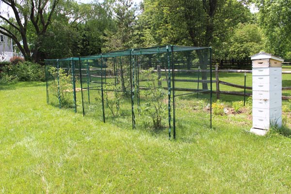 Garden Tour Blueberries