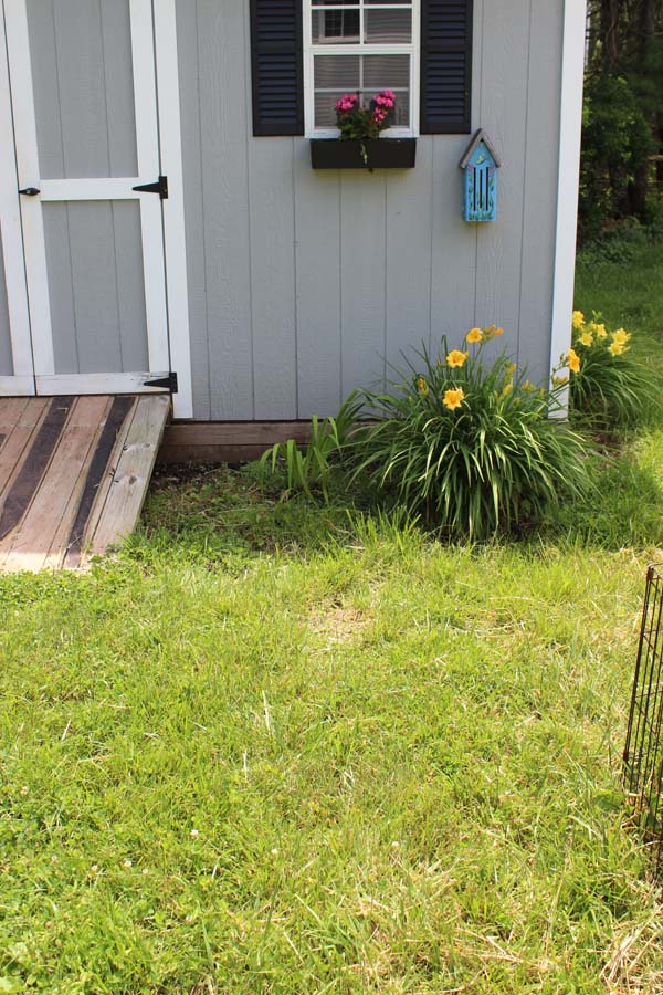 Garden Tour Daylillies