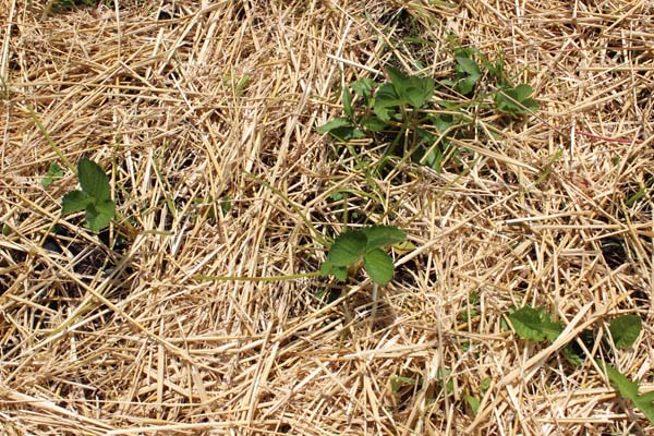 Garden Tour Strawberries