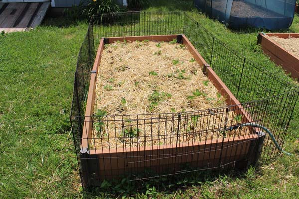 Garden Tour Strawberry Bed