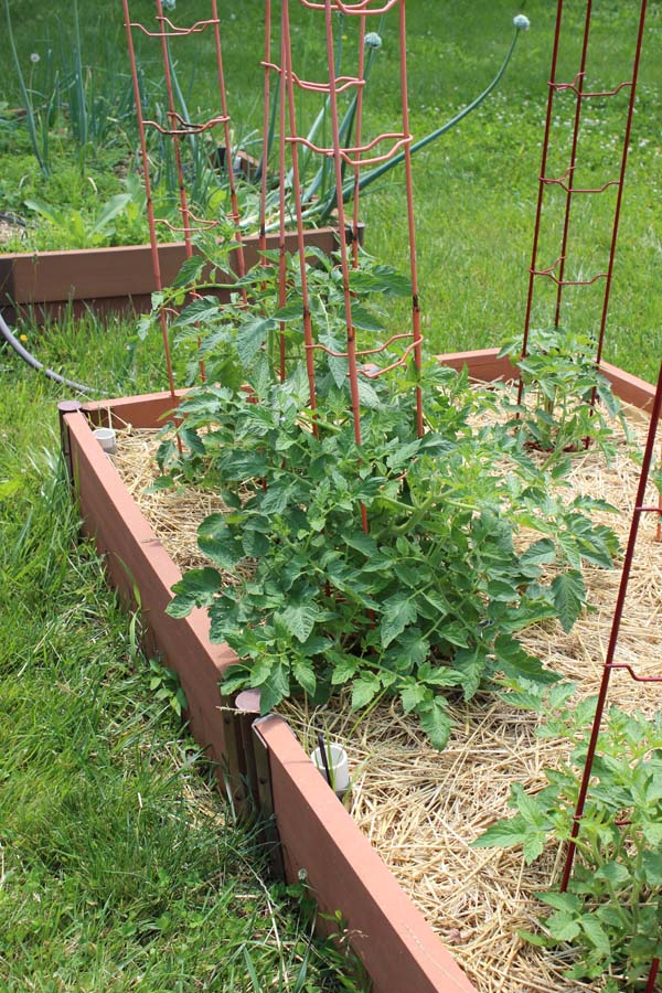 Garden Tour Tomatoes