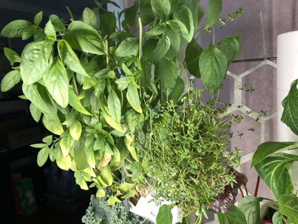Gardyn Basil Thyme plants