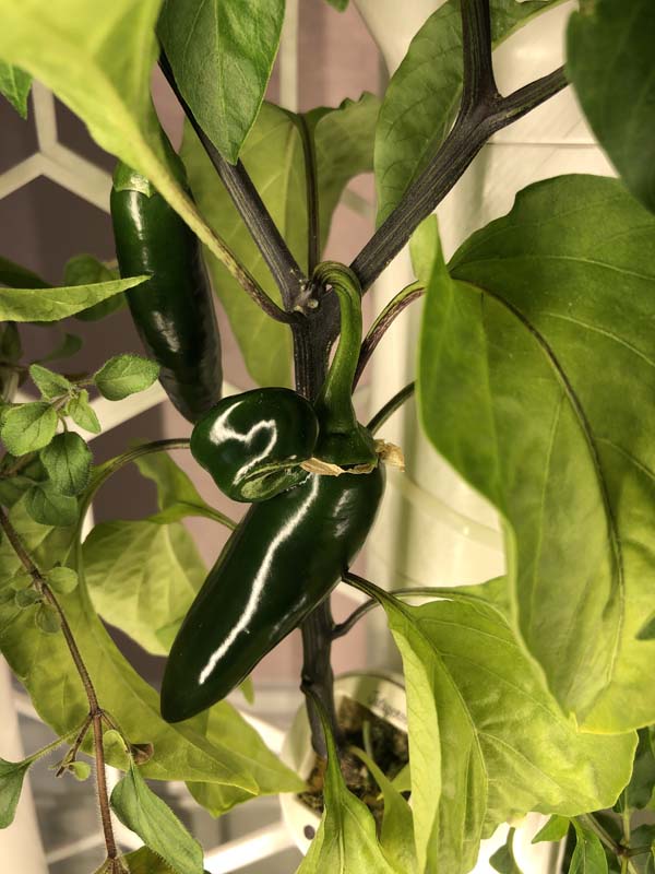 Gardyn Jalapeno Pepper Plant