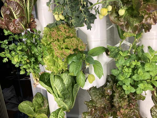 Gardyn Lettuce Pepper Mint