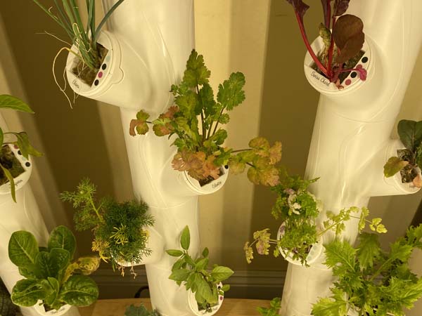 Gardyn System Herbs Closeup