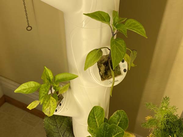 Gardyn System Peppers Closeup