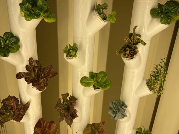 Gardyn System Plant Closeup 1