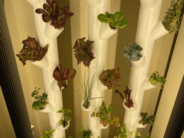 Gardyn System Plant Closeup 2