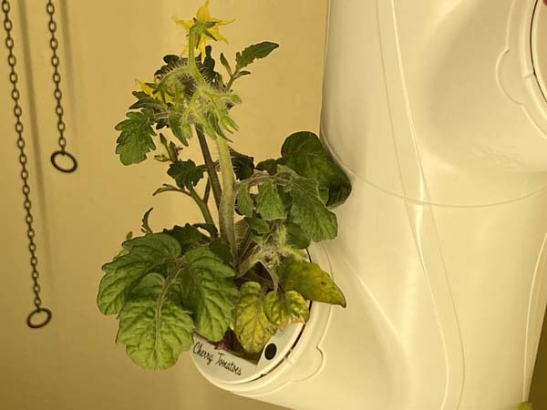 Gardyn System Tomato Closeup