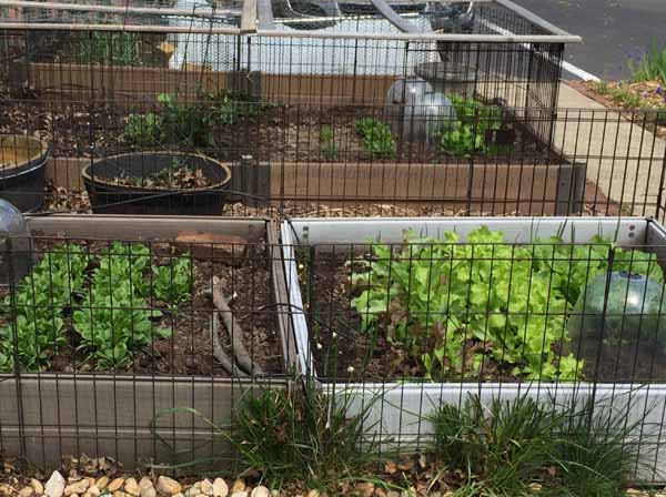 Growing Potatoes in Grow Bags - Garden