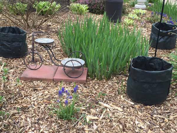 Growing Potatoes in Bags - Potato Bags in Garden