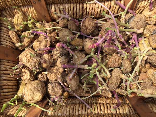 Growing Potatoes in Bags - Potato Starts