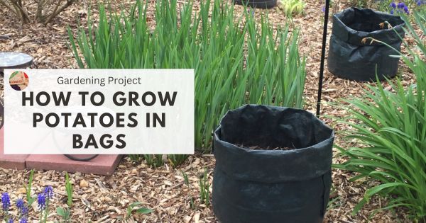 How to Grow Potatoes in Bags - fb