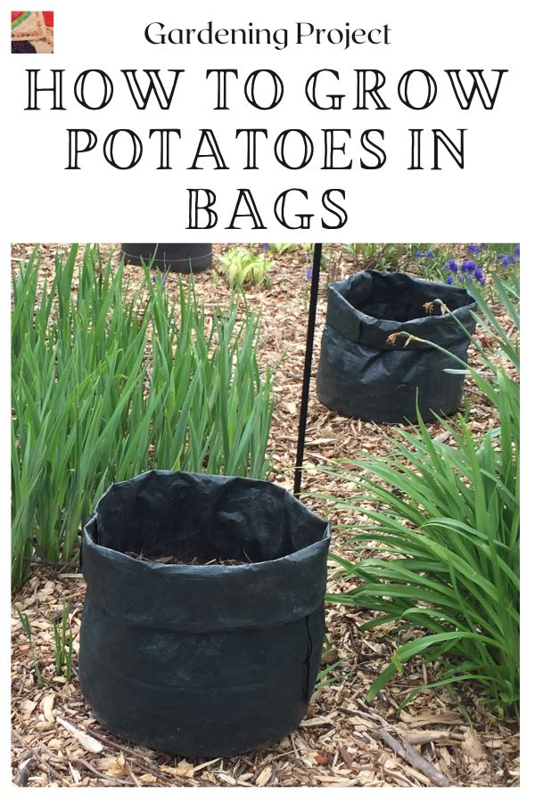 How To Grow Potatoes in A Bag 