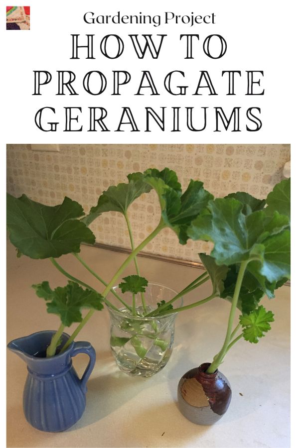 Learn to Start Geraniums from cuttings - pin