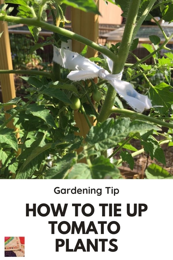 How to tie up tomato plants