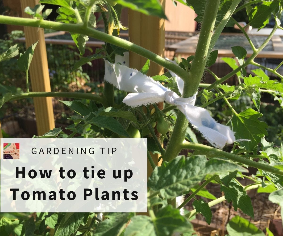 How to Tie Up Tomato Plants